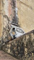 Jaipur: Amber Fort &ndash; &copy; Sinah Witzig (Eberhardt TRAVEL)