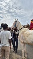 Pferdehandel in Pushkar &ndash; &copy; Sinah Witzig (Eberhardt TRAVEL)
