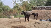 Jeep-Tour um Khejerla: im Bishnoi-Dorf &ndash; &copy; Sinah Witzig (Eberhardt TRAVEL)