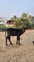 Jeep-Tour um Khejerla: im Bishnoi-Dorf &ndash; &copy; Sinah Witzig (Eberhardt TRAVEL)