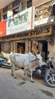 Straßenszene in Jaisalmer &ndash; &copy; Sinah Witzig (Eberhardt TRAVEL)