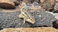 Streifenhörnchen &ndash; &copy; Sinah Witzig (Eberhardt TRAVEL)