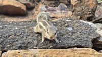 Streifenhörnchen &ndash; &copy; Sinah Witzig (Eberhardt TRAVEL)
