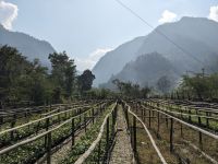 136) Reisfelder auf dem Weg von Lumbini nach Pokhara, Nepal &ndash; &copy; Teresa Rumpel (Eberhardt TRAVEL)