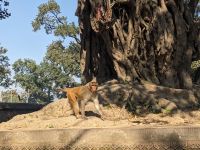 550) Pashupatinath Tempel, Kathmandu, Nepal &ndash; &copy; Teresa Rumpel (Eberhardt TRAVEL)