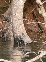 Periyar Nationalpark &ndash; &copy; Andy Nguyen (Eberhardt TRAVEL)