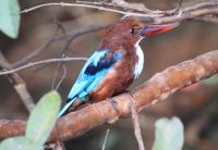 Periyar Nationalpark &ndash; &copy; Andy Nguyen (Eberhardt TRAVEL)