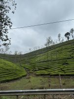 Teeplantage &ndash; &copy; Andy Nguyen (Eberhardt TRAVEL)