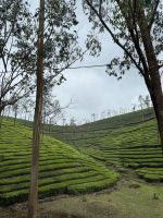 Teeplantage &ndash; &copy; Andy Nguyen (Eberhardt TRAVEL)