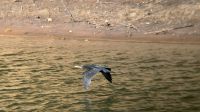 Kormoran &ndash; &copy; Sabine Reckord (Eberhardt TRAVEL)