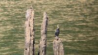 Reiher &ndash; &copy; Sabine Reckord (Eberhardt TRAVEL)