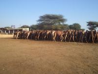 Kamelfarm Bikaner &ndash; &copy; Michael Krause (Eberhardt TRAVEL)