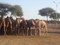 Kamelfarm Bikaner &ndash; &copy; Michael Krause (Eberhardt TRAVEL)
