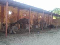 Kamelfarm Bikaner &ndash; &copy; Michael Krause (Eberhardt TRAVEL)