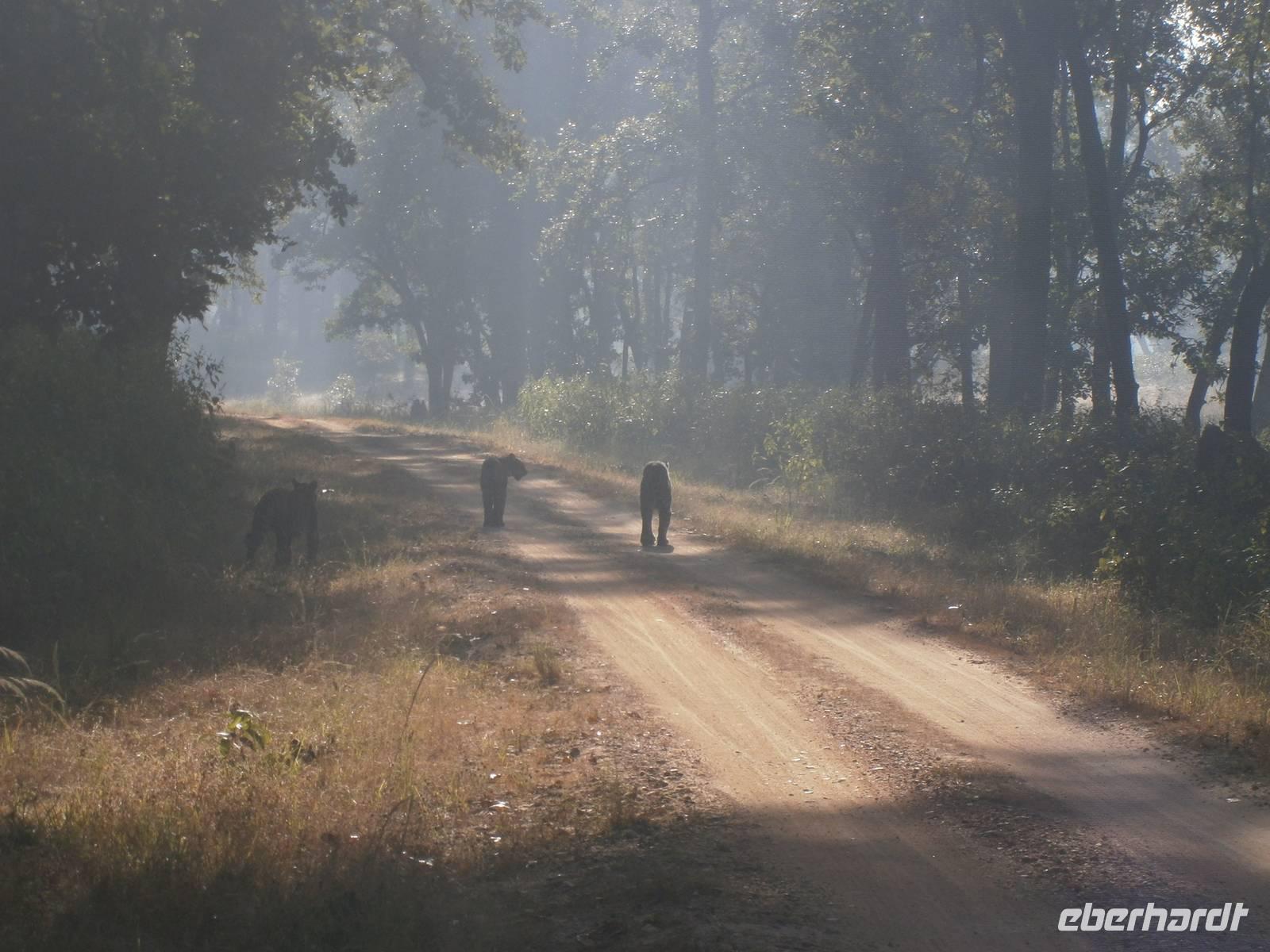 Eberhardt TRAVEL Reise durch Indien - Tiger in Kanha &ndash; &copy; Mandy Lehmann (Eberhardt TRAVEL)