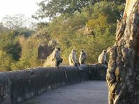 Eberhardt TRAVEL Reise durch Indien -  Ranthambore Nationalpark &ndash; &copy; Mandy Lehmann (Eberhardt TRAVEL)