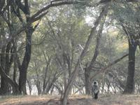 Eberhardt TRAVEL Reise durch Indien -  Ranthambore Nationalpark &ndash; &copy; Mandy Lehmann (Eberhardt TRAVEL)