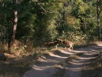 Eberhardt TRAVEL Reise durch Indien - Bandhavgarh Nationalpark &ndash; &copy; Mandy Lehmann (Eberhardt TRAVEL)