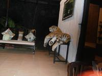 Eberhardt TRAVEL Reise durch Indien - Bandhavgarh Nationalpark &ndash; &copy; Mandy Lehmann (Eberhardt TRAVEL)