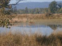 Eberhardt TRAVEL Reise durch Indien -  Kanha Nationalpark &ndash; &copy; Mandy Lehmann (Eberhardt TRAVEL)