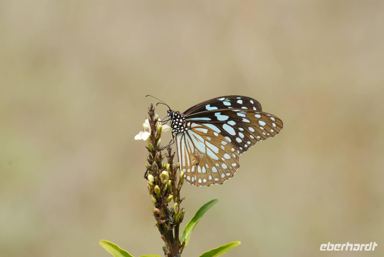 Schmetterling in kanha &ndash; &copy; Hubert Lücker (Eberhardt TRAVEL)
