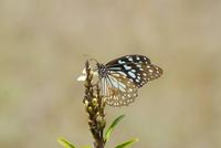 Schmetterling in kanha &ndash; &copy; Hubert Lücker (Eberhardt TRAVEL)