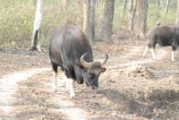 Gaur &ndash; &copy; Hubert Lücker (Eberhardt TRAVEL)