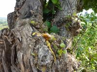 P1140557 &ndash; &copy; Cornelia Ritter (Eberhardt TRAVEL)