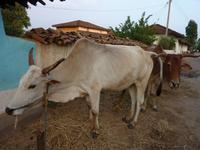 P1140680 &ndash; &copy; Cornelia Ritter (Eberhardt TRAVEL)