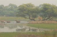 Nilgai-Antilopen im Keoladeo-NP &ndash; &copy; Michael Krause (Eberhardt TRAVEL)