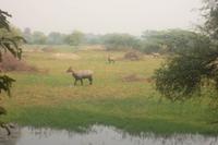 Nilgai-Antilopen im Keoladeo-NP &ndash; &copy; Michael Krause (Eberhardt TRAVEL)