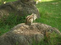 Palmhörnchen &ndash; &copy; Hubert Lücker (Eberhardt TRAVEL)