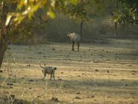 Nilgauantiope und Hulman &ndash; &copy; Hubert Lücker (Eberhardt TRAVEL)