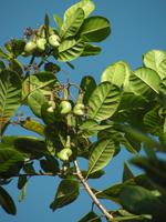 Cashewnußbaum &ndash; &copy; Hubert Lücker (Eberhardt TRAVEL)