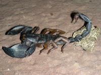 Kaiserskorpion &ndash; &copy; Hubert Lücker (Eberhardt TRAVEL)