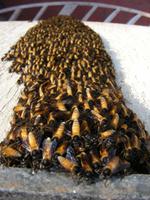 Bienenschwarm &ndash; &copy; Hubert Lücker (Eberhardt TRAVEL)