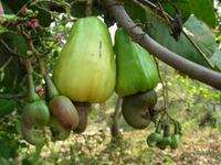Cashewnuß &ndash; &copy; Hubert Lücker (Eberhardt TRAVEL)