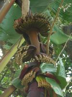 rote Bananen