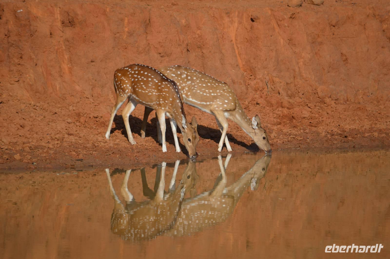 Axishirsche an der Tränke im Bandavgarh NP &ndash; &copy; Hubert Lücker (Eberhardt TRAVEL)
