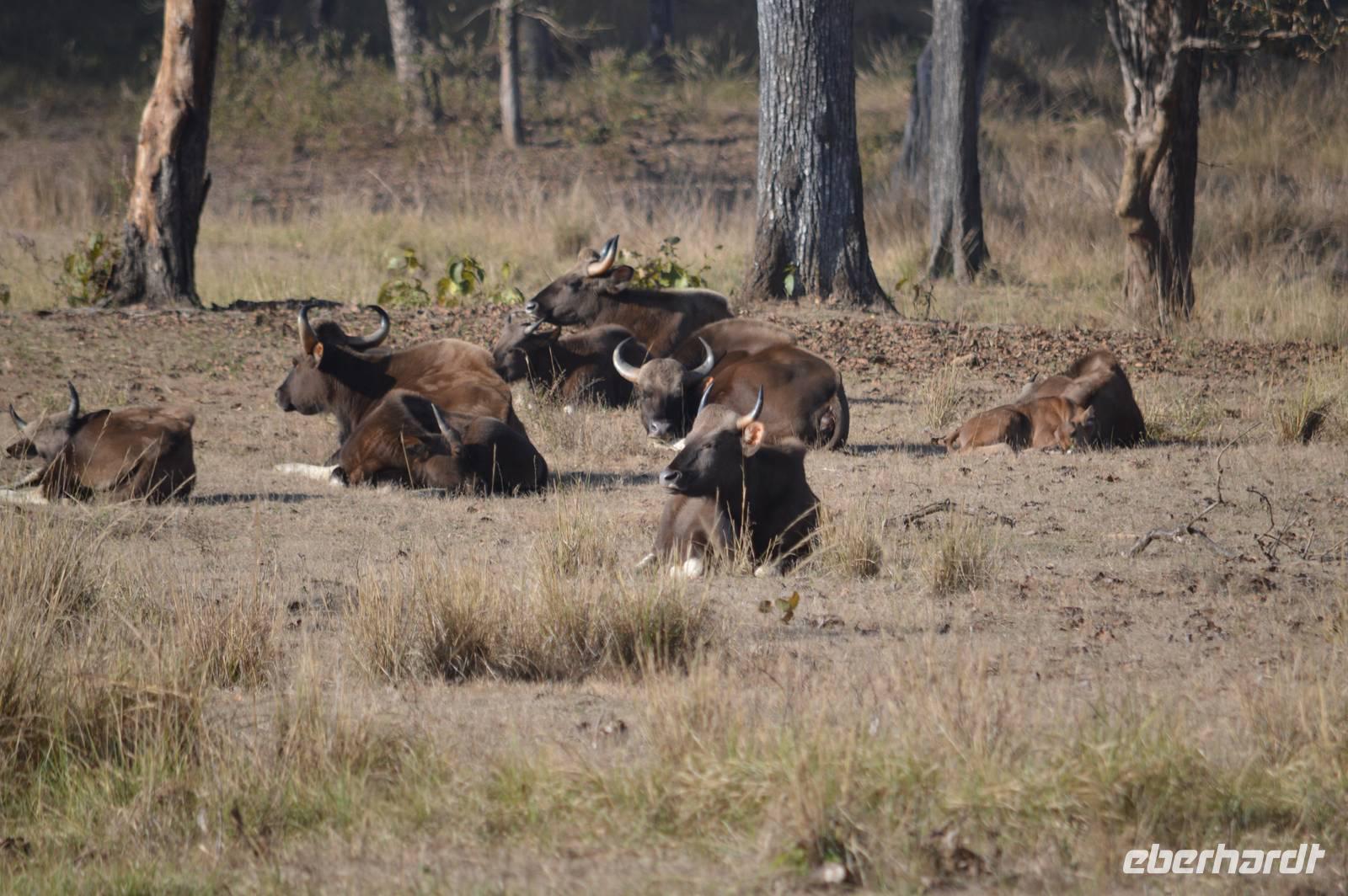 Gaur Herde im Kanha NP &ndash; &copy; Hubert Lücker (Eberhardt TRAVEL)