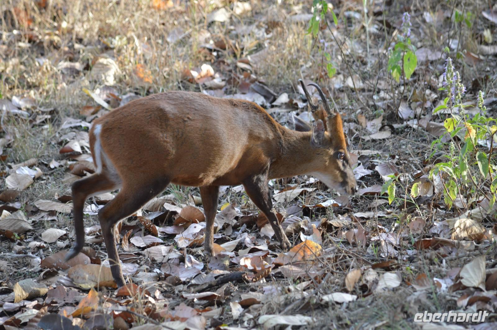 Muntjak im Kanha NP &ndash; &copy; Hubert Lücker (Eberhardt TRAVEL)