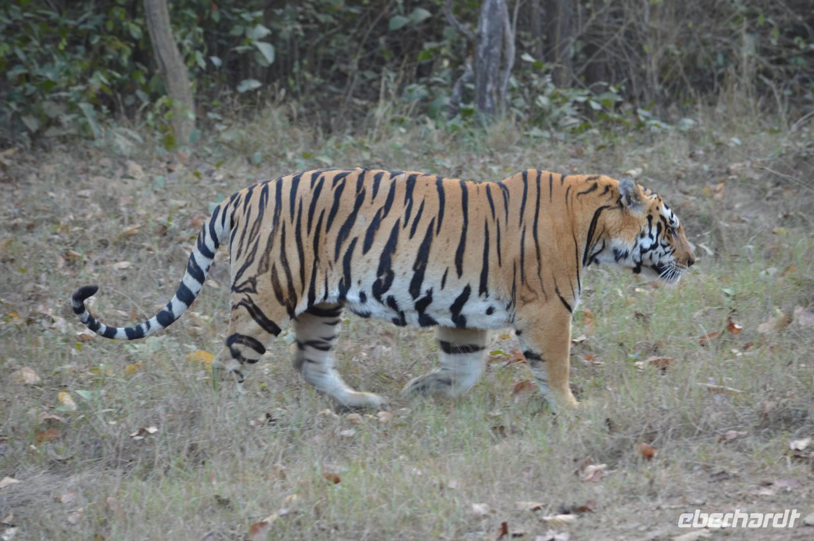 Tiger im Kanha NP &ndash; &copy; Hubert Lücker (Eberhardt TRAVEL)