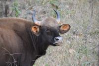 Gaur im Satpura NP &ndash; &copy; Hubert Lücker (Eberhardt TRAVEL)