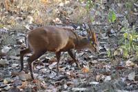 Muntjak im Kanha NP &ndash; &copy; Hubert Lücker (Eberhardt TRAVEL)
