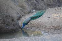 Pfau im Bandavgarh NO &ndash; &copy; Hubert Lücker (Eberhardt TRAVEL)