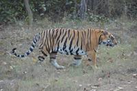Tiger im Kanha NP &ndash; &copy; Hubert Lücker (Eberhardt TRAVEL)
