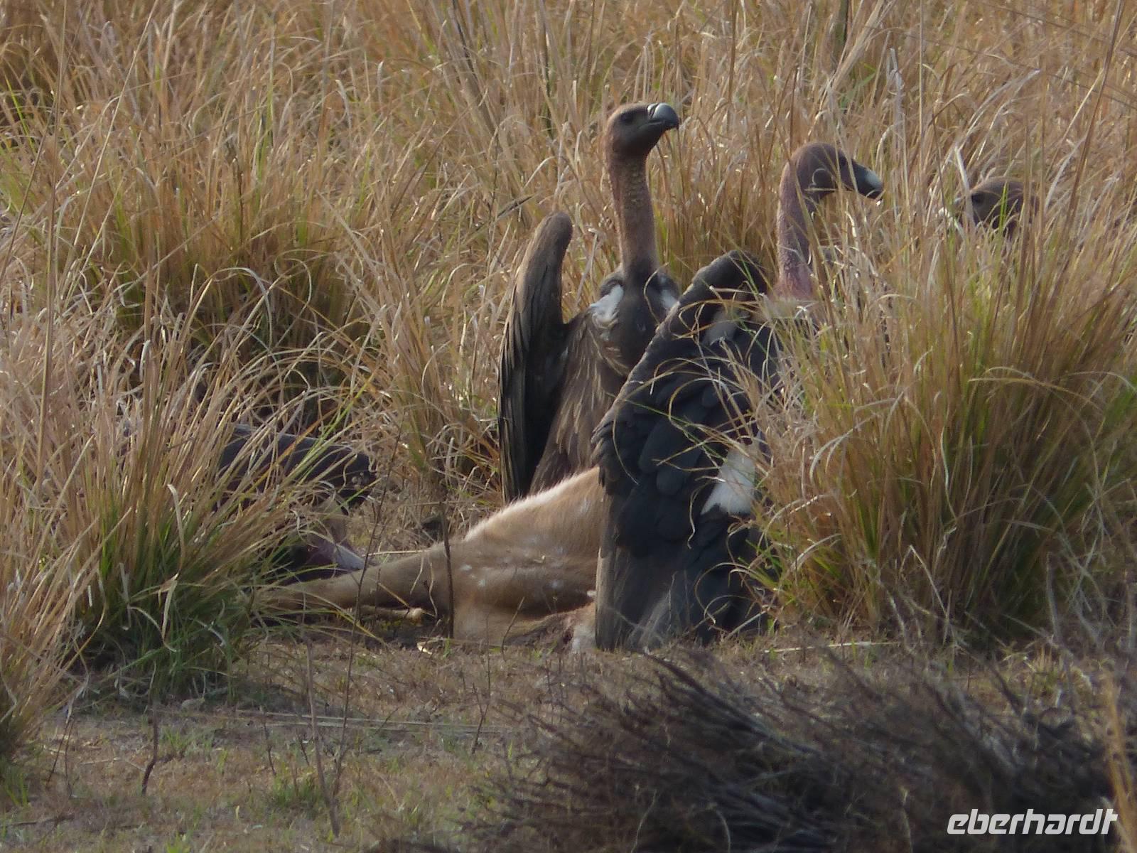 Geier in Kanha (2) &ndash; &copy; Maria Michel (Eberhardt TRAVEL)