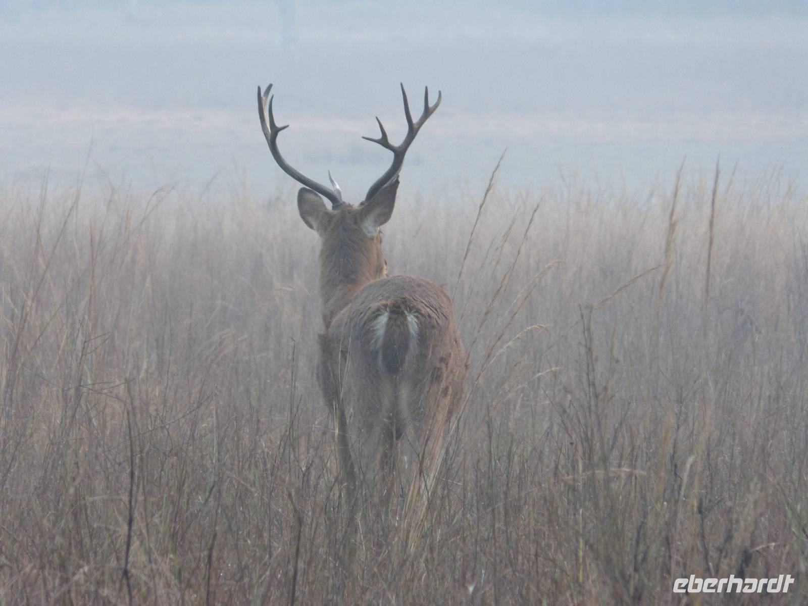 Sambarhirsch in Kanha &ndash; &copy; Maria Michel (Eberhardt TRAVEL)