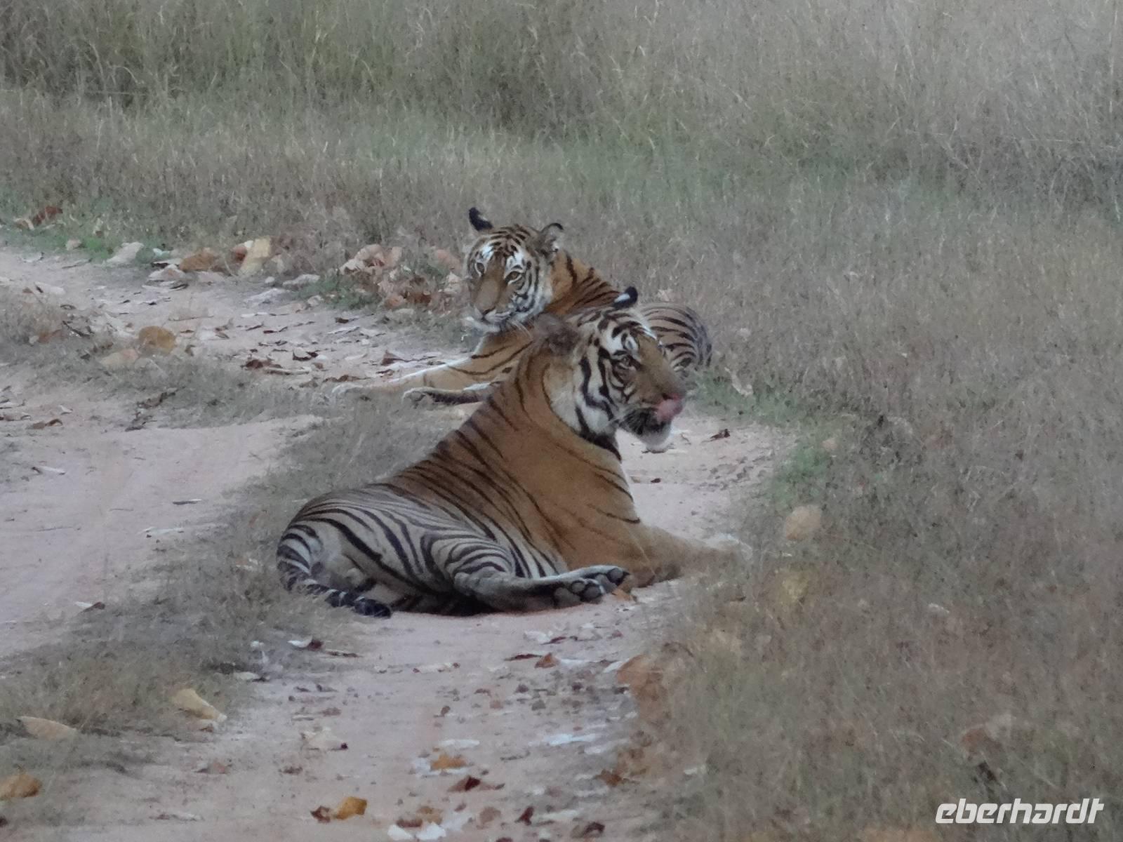 Tiger in Bandhavgarh (7) &ndash; &copy; Maria Michel (Eberhardt TRAVEL)