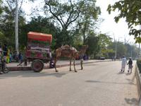 auf dem Weg zum Taj Mahal (2) &ndash; &copy; Maria Michel (Eberhardt TRAVEL)
